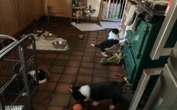 Border Collie dogs for sale: Border Collie pups - Image 2