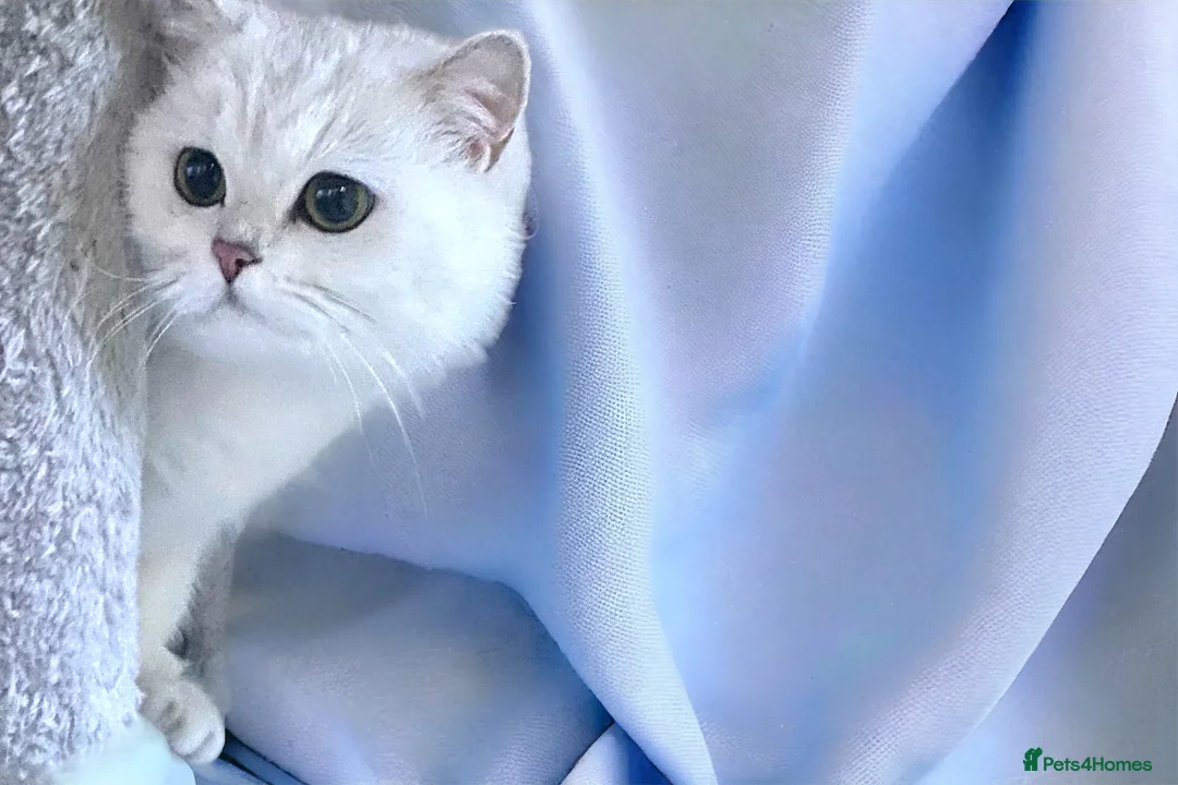 British Shorthair cats for sale: BSH Silver Shaded ( chinchilla) girl  - Advert 6