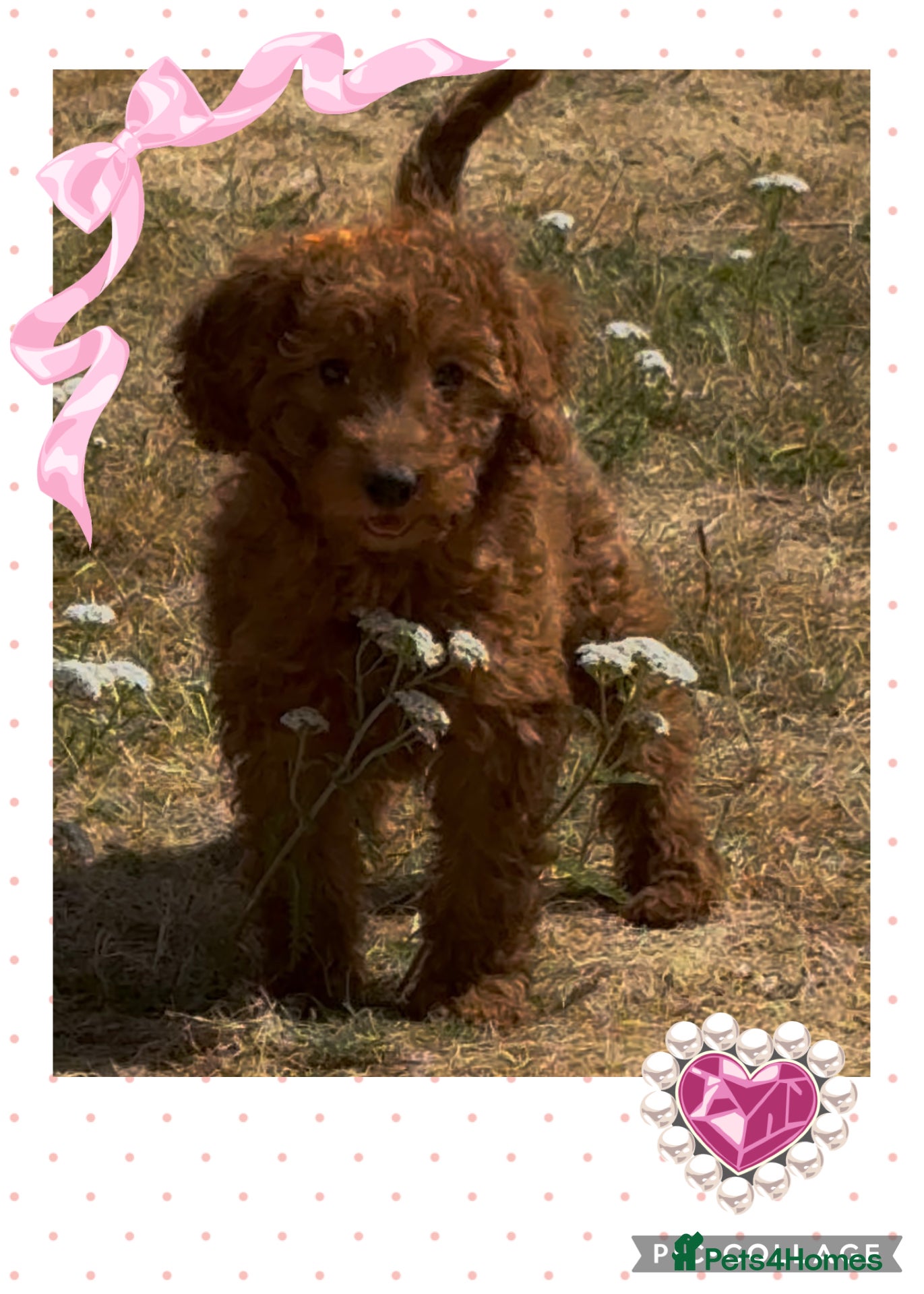 Cockapoo dogs Adorable cockapoo (2 available) - Advert 1