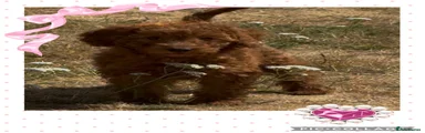 Cockapoo 5