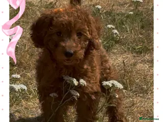 Cockapoo dogs Adorable cockapoo (2 available) - Advert 1