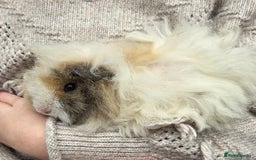 Guinea Pig rodents for sale: 3 beautiful females for sale  - Image 10