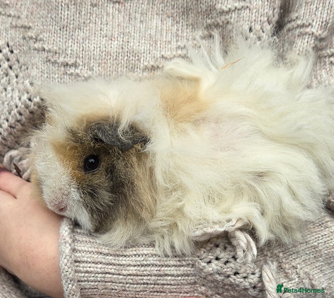 Guinea Pig rodents for sale: 3 beautiful females for sale  - Image 10