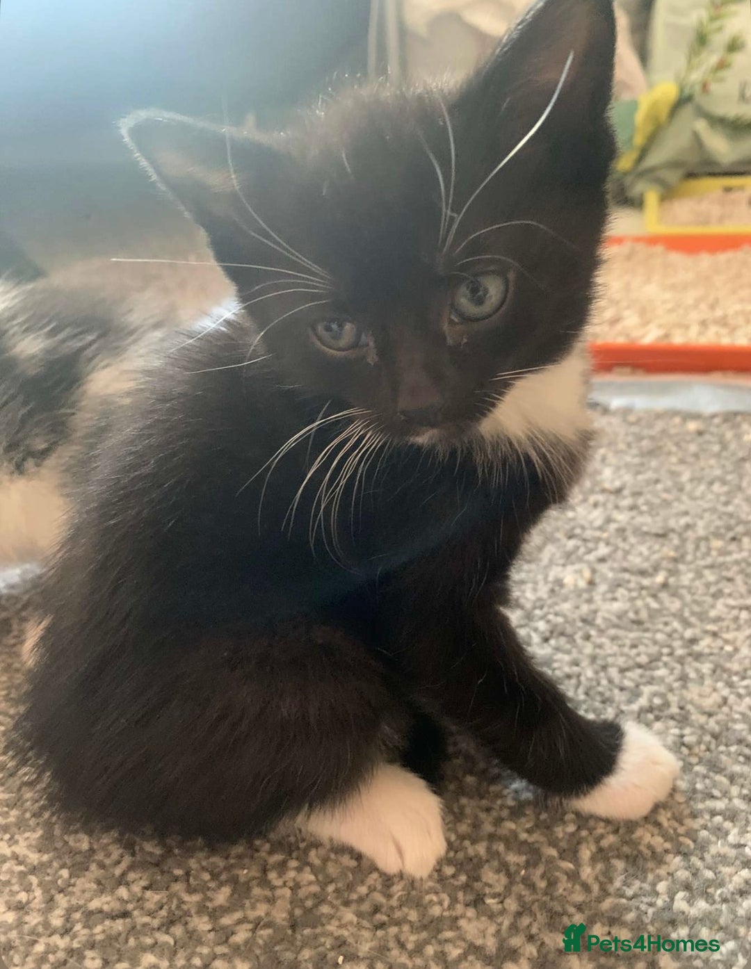 Domestic Shorthair cats for sale: Black and white kittens - Image 3