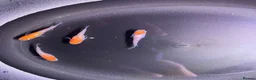 Ricefish fish for sale: Medaka rice fish eggs many varieties available  in Aylesbury - Advert 4
