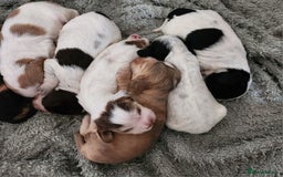 Cocker Spaniel dogs for sale: Beautiful Show Type Cocker Spaniels  - Image 1