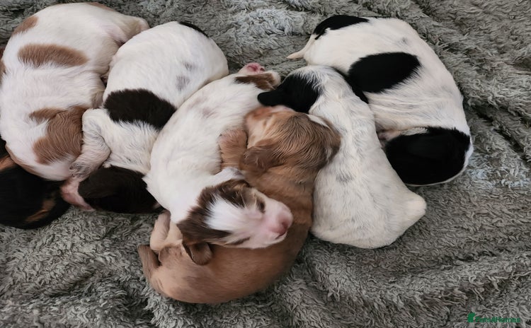 Cocker Spaniel dogs - Advert 1