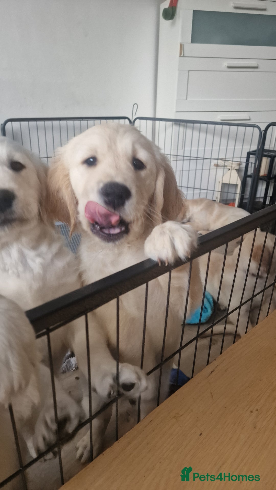 Golden Retriever dogs for sale: 🐾🐕 3 male Golden Retriever Puppies 🐶 🐕‍🦺 - Image 20