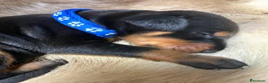 Dobermann 11