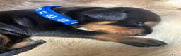 Dobermann dogs for sale: KC REGISTERED DOBERMAN PUPS - Advert 26