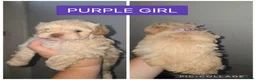 Shorkie dogs for sale: Shorkie - Advert 4