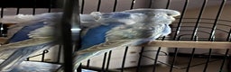 Budgerigars birds for sale: Stunning RARE Hagoromo/Helicopter Budgies for sale - Advert 1