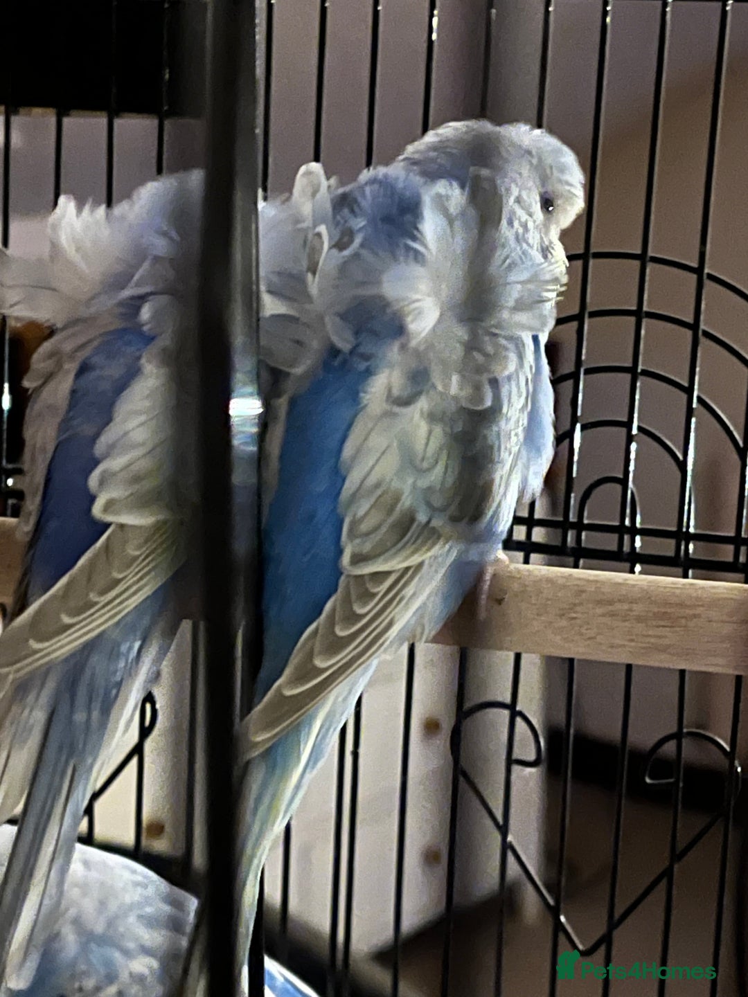 Budgerigars birds for sale: Stunning RARE Hagoromo/Helicopter Budgies for sale - Advert 1