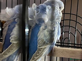 Budgerigars birds Stunning RARE Hagoromo/Helicopter Budgies for sale - Advert 1