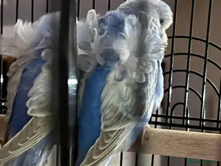 Budgerigars birds Stunning RARE Hagoromo/Helicopter Budgies for sale - Advert 15