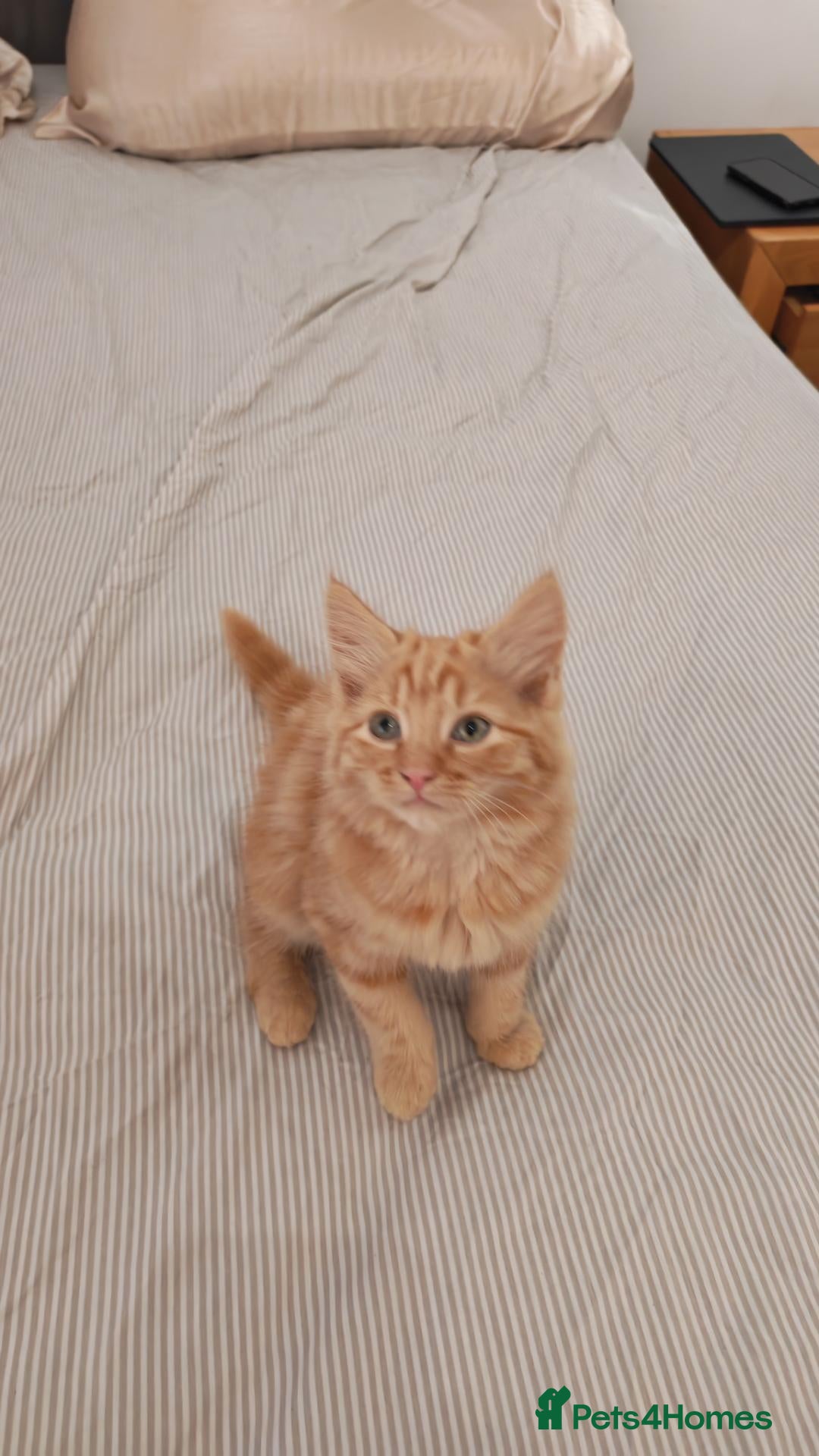 Mixed Breed cats Fluffy ginger kitten left - Advert 3