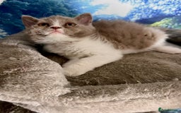 Selkirk Rex cats for sale: Gorgeous Selkirk Rex kittens - Image 34