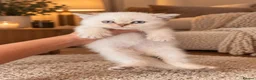 British Shorthair cats for sale: British Longhair & British Shorthair Kittens - Advert 4