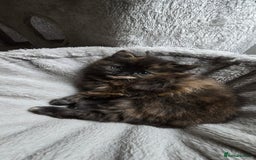 Maine Coon cats for sale: Amazing tortie Mainecoons REDUCED! - Image 5