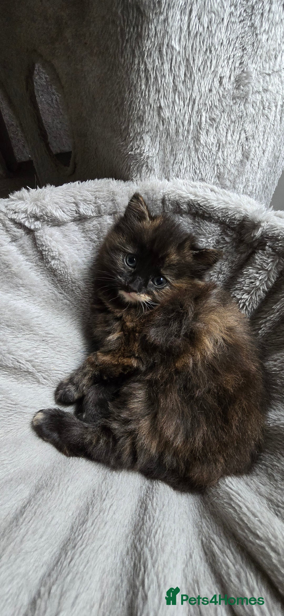 Maine Coon cats for sale: Amazing tortie Mainecoons REDUCED! - Image 5