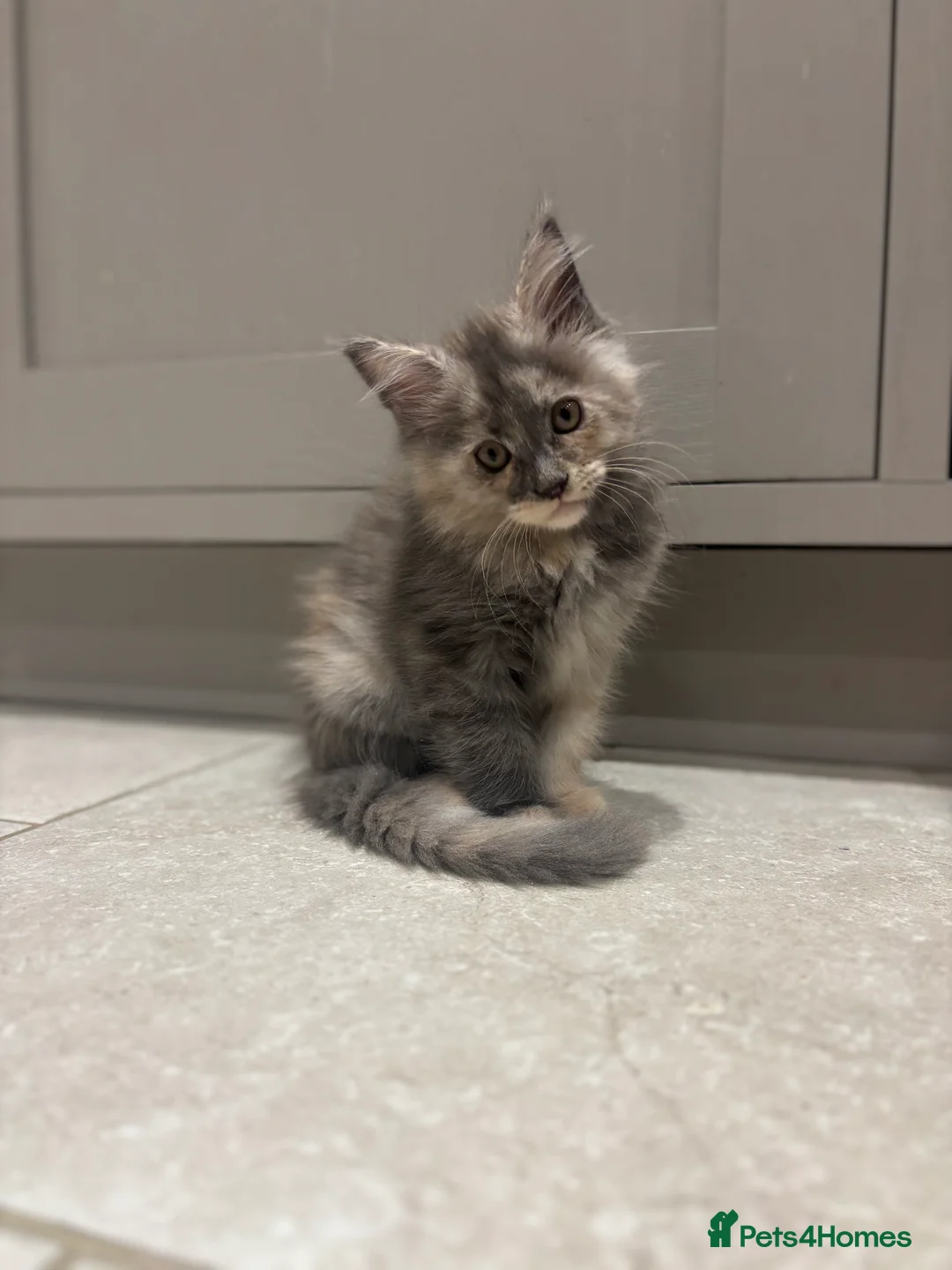 Maine Coon cats for sale: TICA Maine Coon Kittens - ready now - Advert 5
