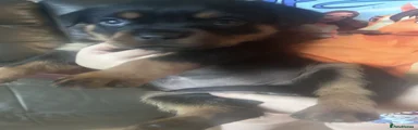 Rottweiler 1