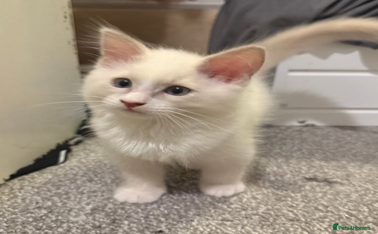 Ragdoll cats for sale - Advert 1