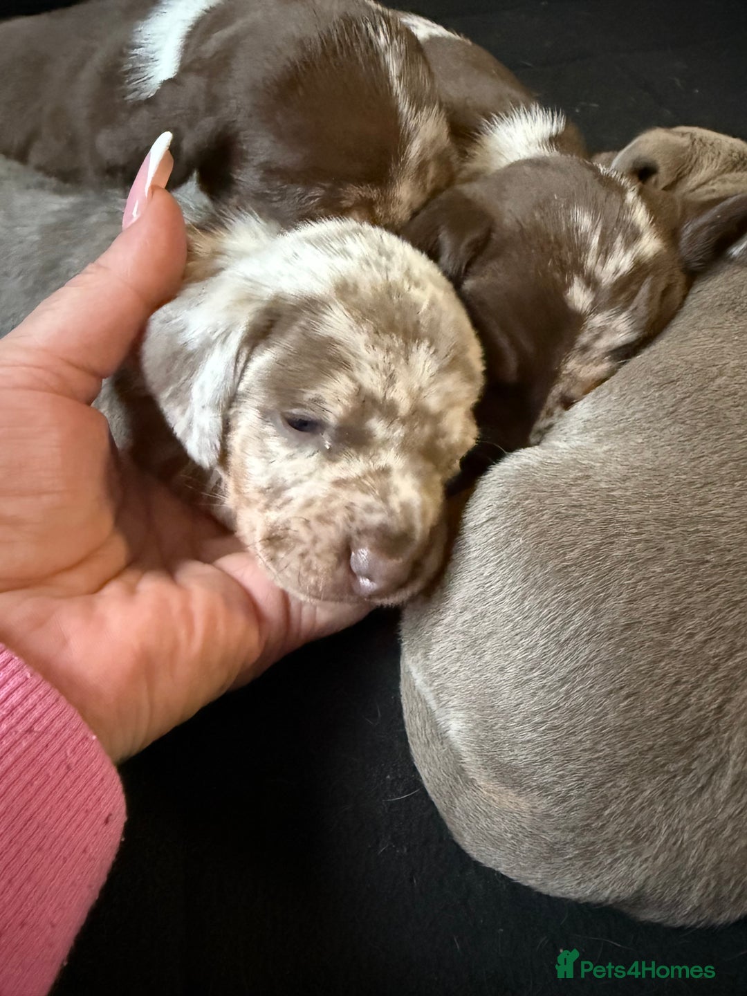 Miniature Dachshund dogs for sale: Beautiful kc mini dachshunds  - Image 20