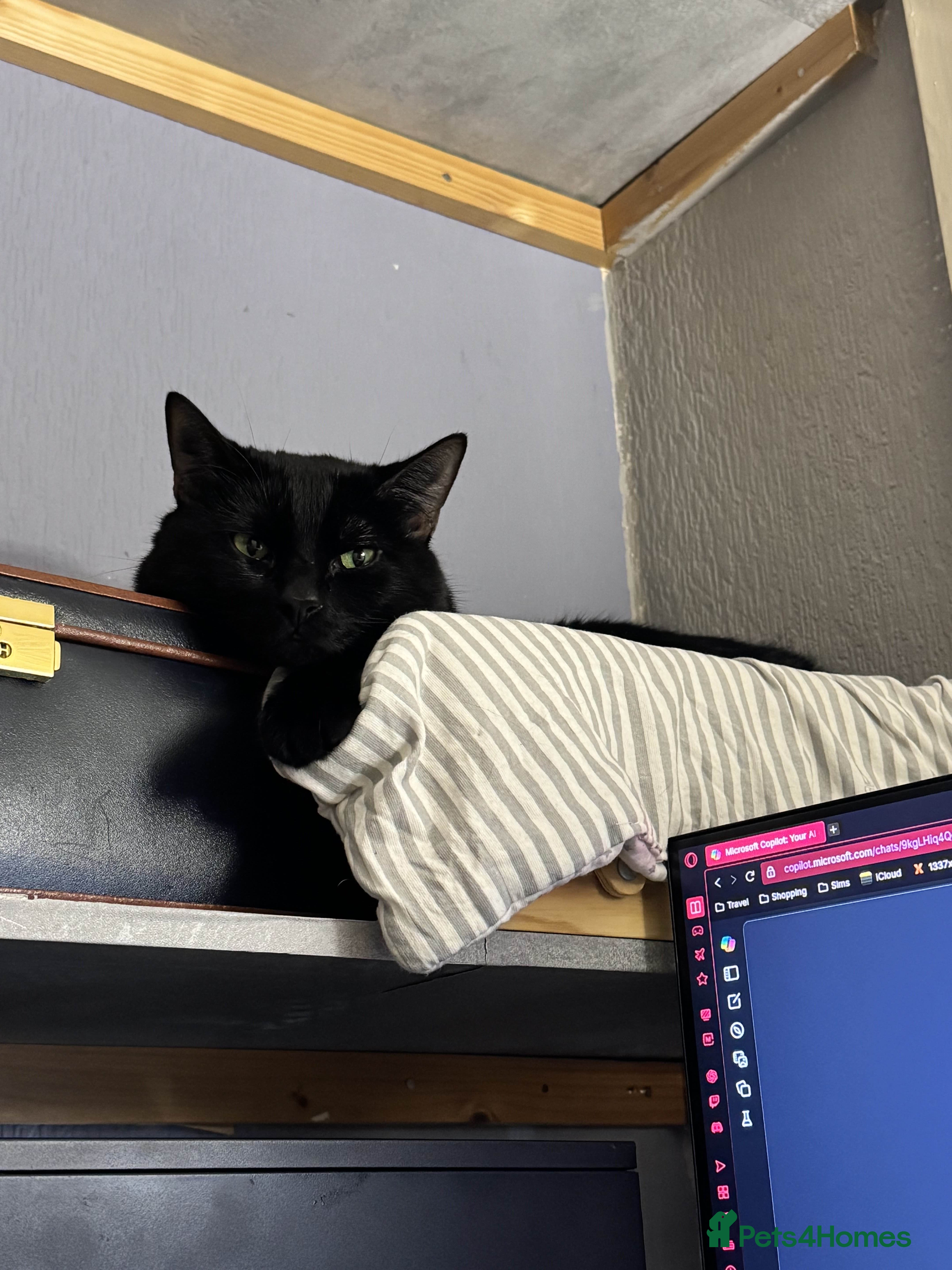 Domestic Shorthair cats Loving and affectionate cat - Advert 13