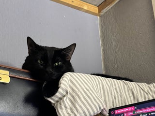 Domestic Shorthair cats Loving and affectionate cat - Advert 13