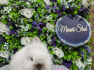 Lionhead rabbits - Advert 3