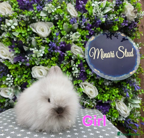 Lionhead rabbits - Advert 5