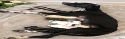 Mixed Breed dogs for sale: Dalmatian × Greyhound/Saluki Puppies - Advert 8