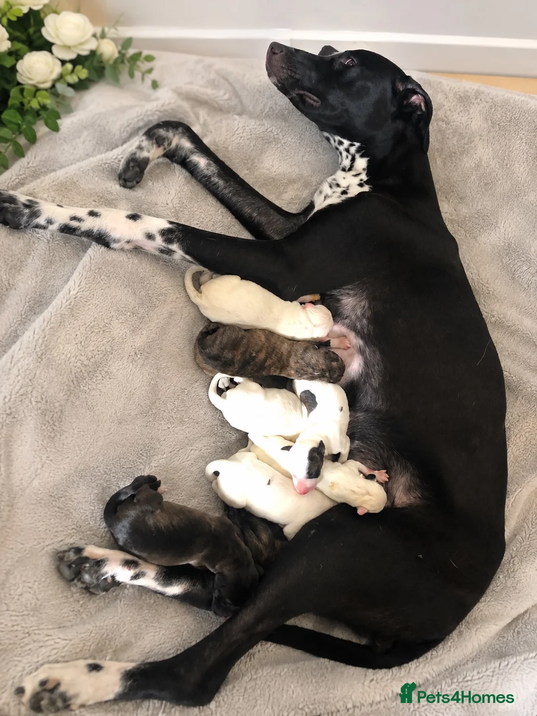 Mixed Breed dogs for sale: Dalmatian × Greyhound/Saluki Puppies - Advert 8