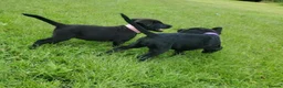 Labrador Retriever dogs for sale: KC registered Labrador Retriever Pupps in Arbroath - Advert 8
