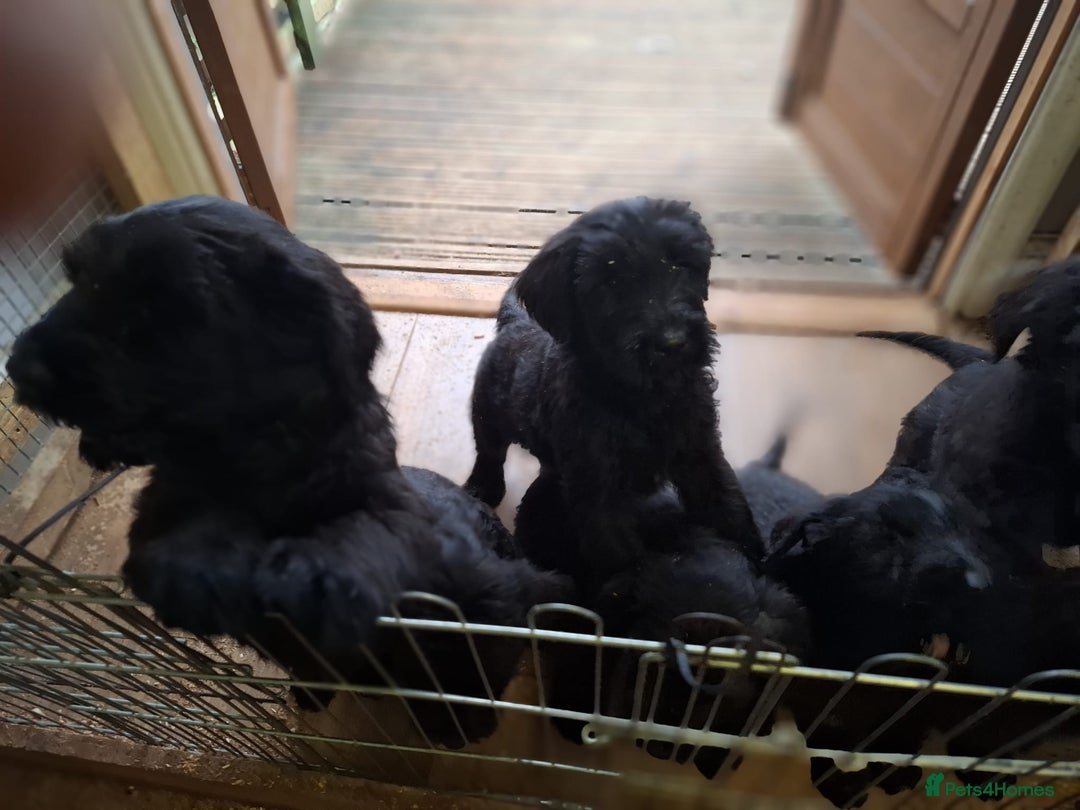 Giant Schnauzer dogs for sale: Giant Schnauzer Puppies  - Advert 11
