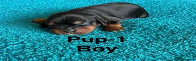 Cavalier King Charles Spaniel 1