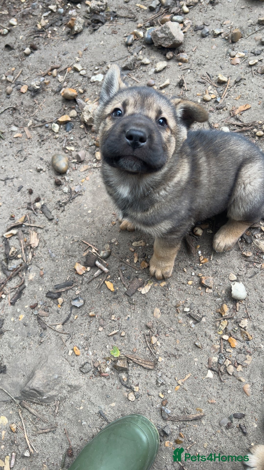 Shepsky dogs for sale: Disney Dogs *Serious Contact Only**  - Image 6