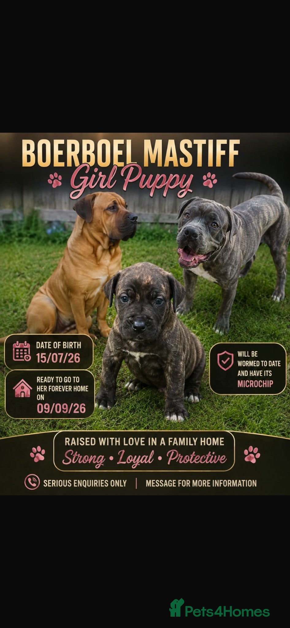Bandog dogs Boerboel mastiff  - Advert 1