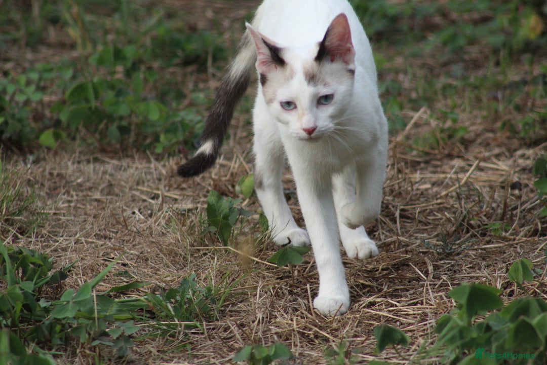 Siamese cats for adoption: Siamese cross and Tortoiseshell sister - Image 16