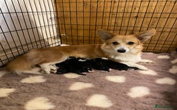 Mixed Breed dogs for sale: Gorgeous borgi pups - Image 1