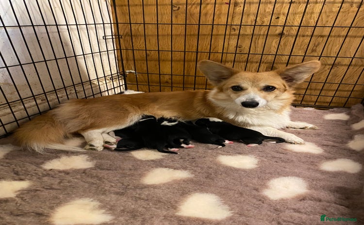Mixed Breed dogs - Advert 6