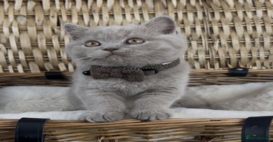 British Shorthair cats - Advert 15