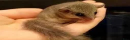 Mouse rodents for sale: Micro squirrels (African pigmy door mouse)  - Advert 1