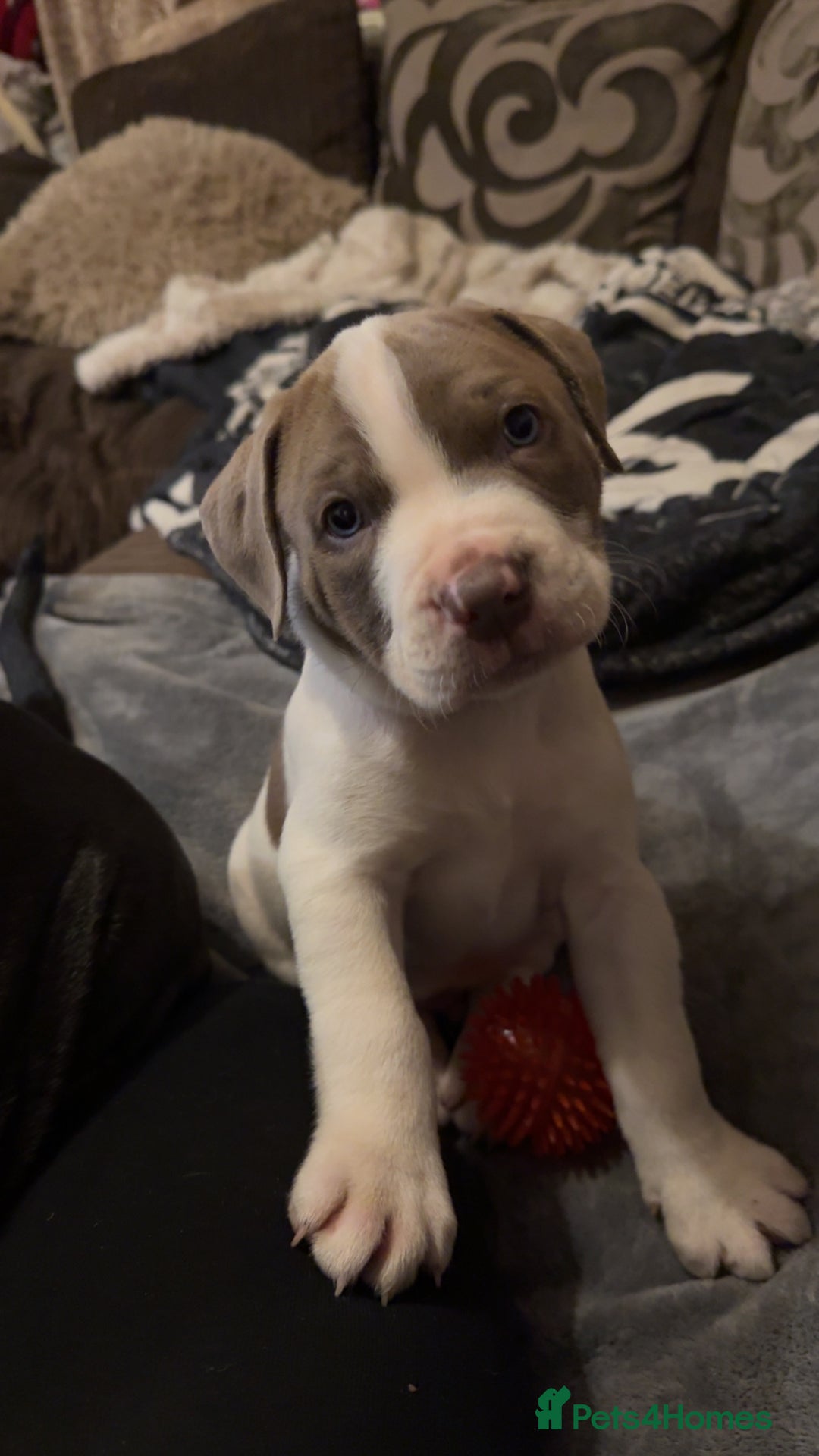 Mixed Breed dogs for sale: American bulldog cross staffie  - Advert 3