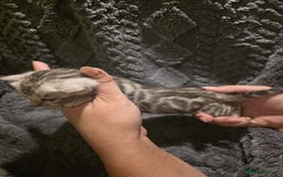 Bengal cats for sale: Rare Bengal babies - Image 2