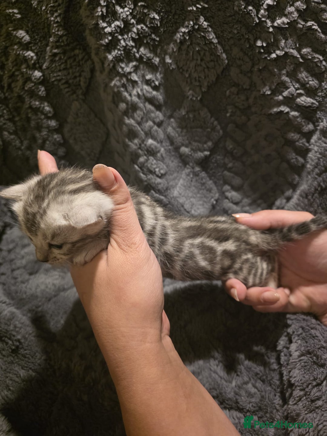 Bengal cats for sale: Rare Bengal babies - Image 2