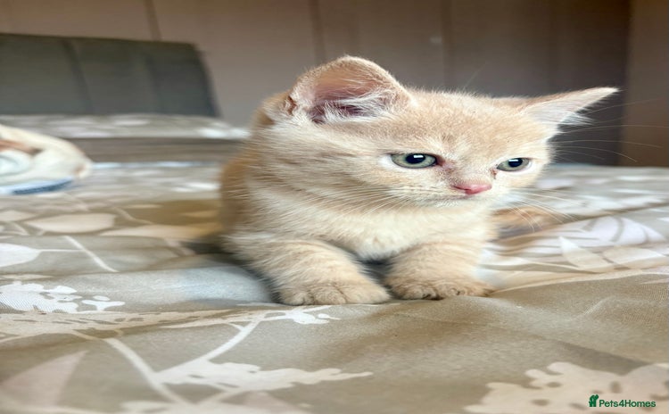 Persian cats - Advert 1