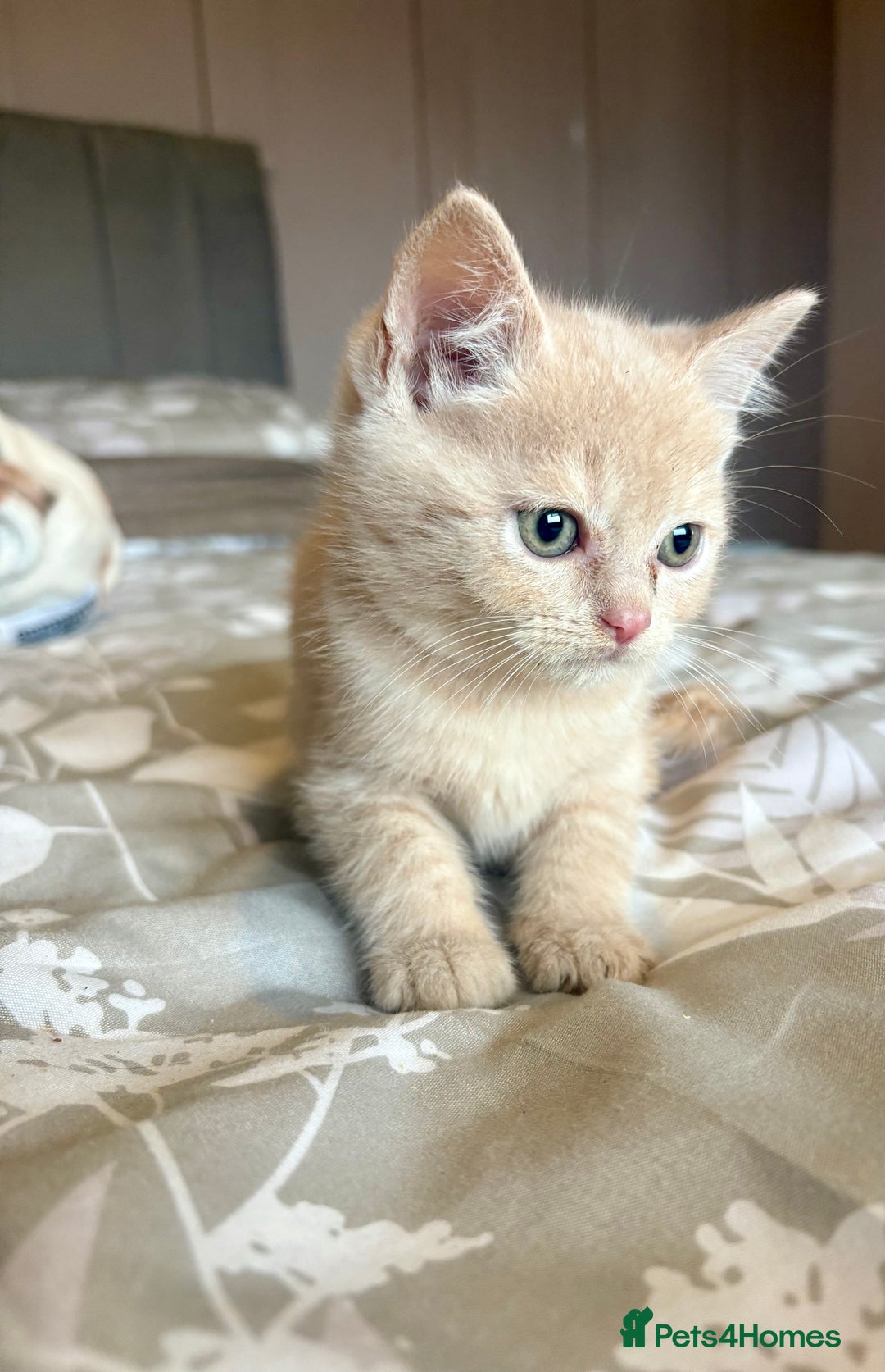 Persian cats for sale: Beautiful kittens  - Image 1