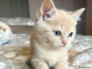 Persian cats for sale - Advert 1